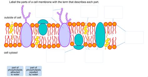 They are different from plant cells in that they do contain cell walls and chloroplast. Label Cell Membrane Diagram - Human Anatomy