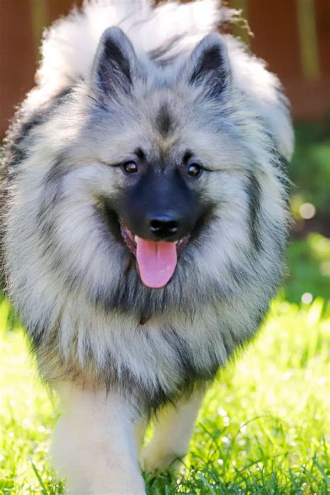 40 Best Medium Sized Dog Breeds List Of Popular Cute Medium Sized