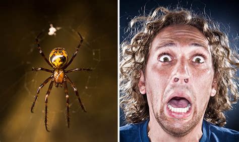 How To Stop Millions Of Sex Crazed Spiders Could Invading Your Home