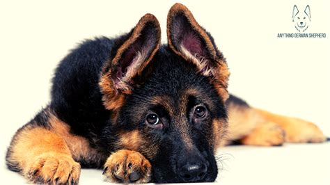 German Shepherd Puppy Ear Stages When Will They Stand Up