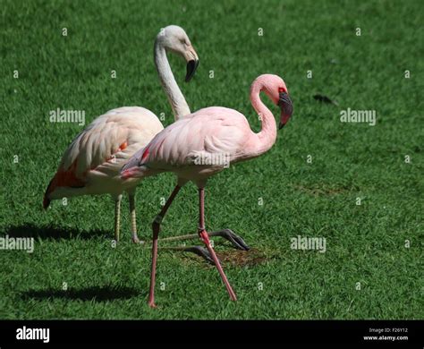 African Lesser Flamingo Phoeniconaias Minor Together With A Greater