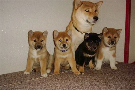 Find the best exchanges & brokers to buy shiba inu (shib) from. Babyshomepage