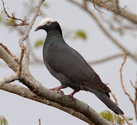 White Crowned Pigeon Id Facts Diet Habit And More Birdzilla