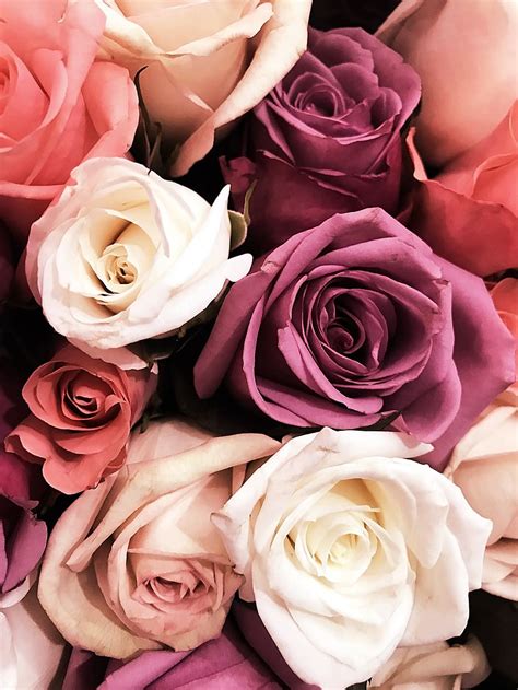Hd Wallpaper Flowers Bouquet Pink Rose Roses Wedding Boho Mauve