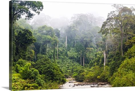 Mist And River Through Tropical Rainforest Sabah Borneo Malaysia