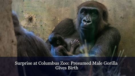 Surprise At Columbus Zoo Presumed Male Gorilla Gives Birth