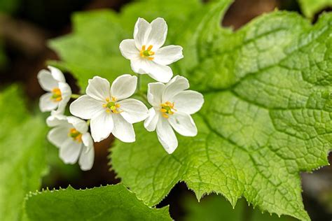 Skeleton Flower Meaning Symbolism And Colors Pansy Maiden