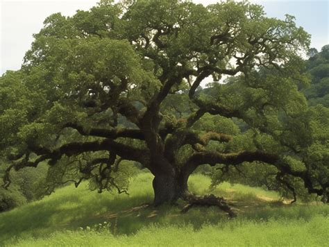 Oak Tree Meaning And Symbolism Longevity Honor Strength