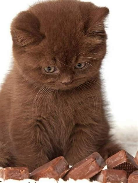 Brown Fluffy Cat Aesthetic Dogs And Cats Wallpaper