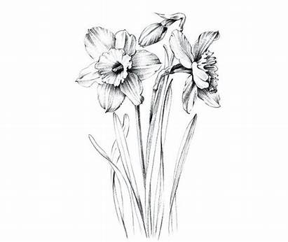 Daffodil Narcissus Sketch Clip Clipart Flower Sketches