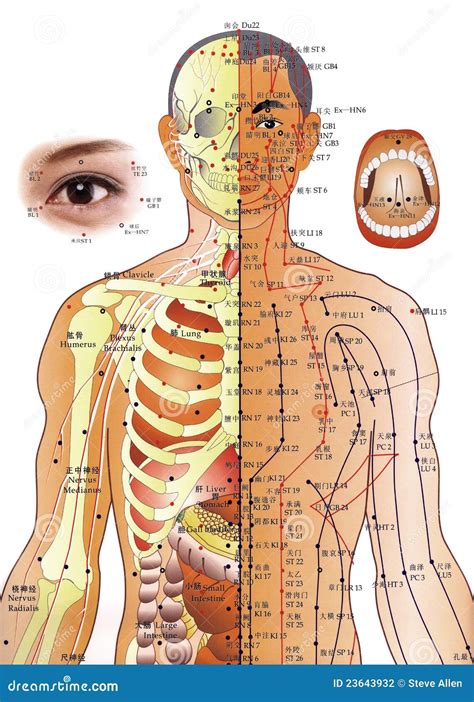 Acupuncture Chart Chinese Medicine Editorial Photography