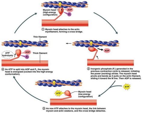 Physiology Of Muscle Contraction