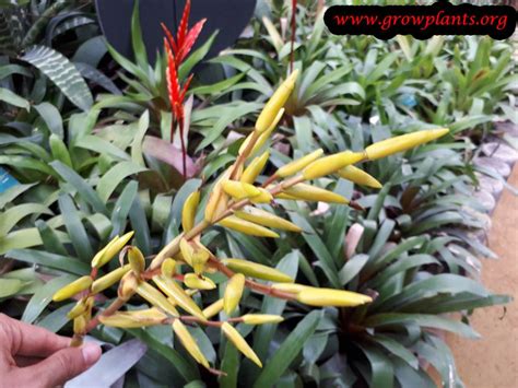 Vriesea Saundersii How To Grow And Care