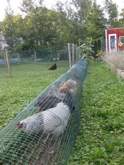 That was until i bought my own little gaggle of girls to keep in my garden. Creative Ideas - DIY Backyard Chicken Tunnel - i Creative ...
