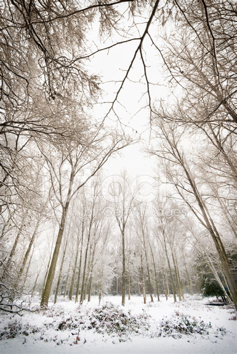 Winter Wonderland Snow Covered Forrest Stock Photo Royalty Free