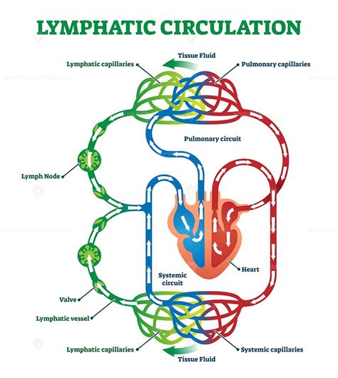 Lymphatic Circulation System With Lymph Transportation Vector