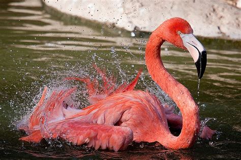 Flamingo Flamingo Pet Birds Birds