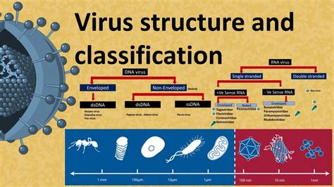 Virus Structure And Classification Dna And Rna Virus Youtube