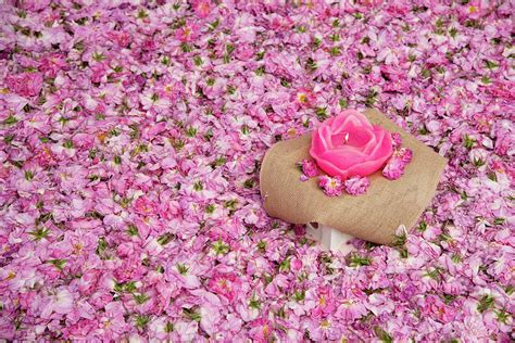 Flower Bed Of Pink Rose Flowers Photograph By Michalakis Ppalis Pixels