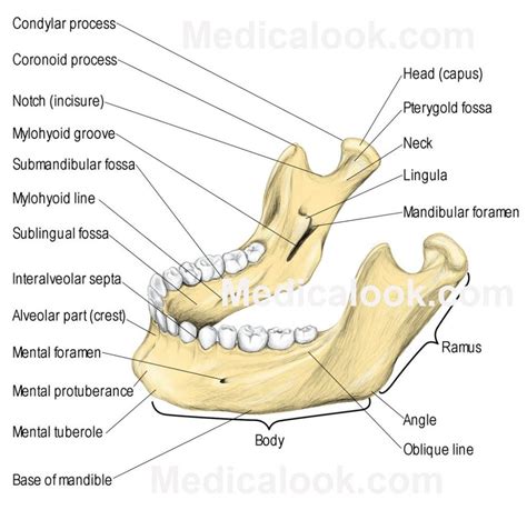 Image Result For Mandibular Neck Pa Anatomy Facial Bones Anatomy