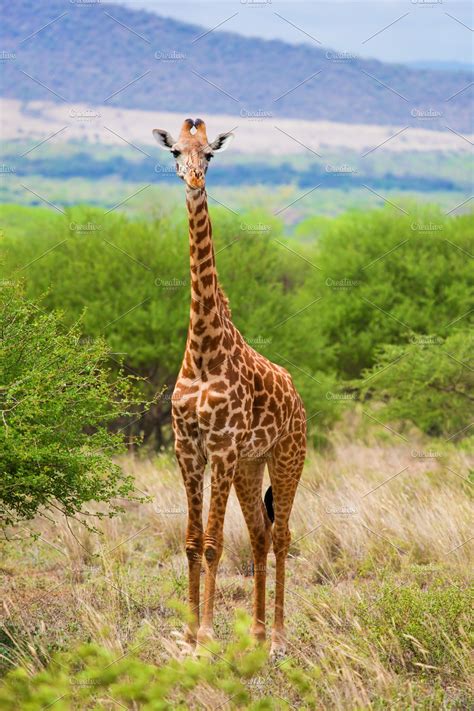 Giraffe On African Savanna High Quality Animal Stock Photos