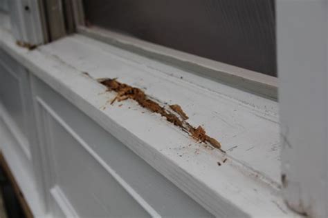 Repairing Rotted Window Sills Concord Carpenter