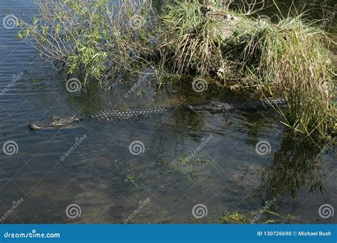 An American Alligator Swimming Stock Photo Image Of Wildlife