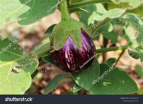 Eggplant Aubergine Known Brinjal On Garden Stock Photo 2255022537