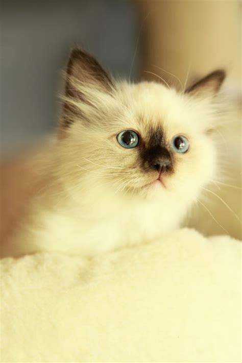 Birman Cat Breed Information Pictures Characteristics And Facts