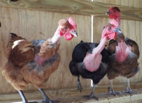 5 Turken Transylvanian Naked Neck Chicken Hatching Eggs Ebay