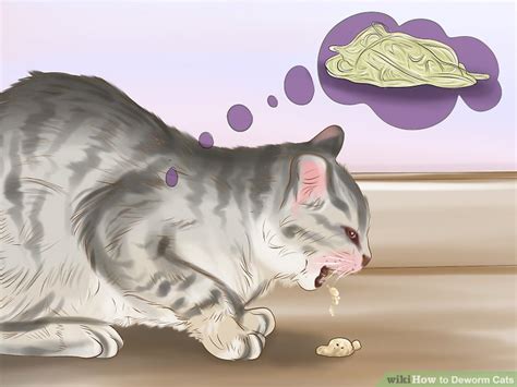 One thing that you must do after deworming your cat is to observe your cat's situation carefully. How To Deworm A Cat