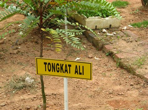Senarai sekolah rendah & menengah di negeri sarawak. NADI SAINTIS MUDA: PELBAGAI TANAMAN HERBA DI TAMAN HERBA ...