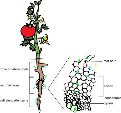 The Main Plant Colonization Routes By Endophytic Bacteria Some Soil