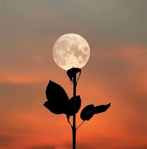 Moon Flower Moonlight Photography Moon Photography Creative
