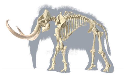 Woolly Mammoth Skeleton Realistic 3d Illustration Side View On White