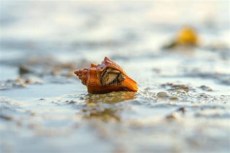 Hermit Crab Or Paguroidea In A Shell On Tropical Beach Close Up Sea