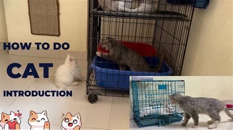 How To Introduce Kitten To Adult Cat Without Isolation Cat