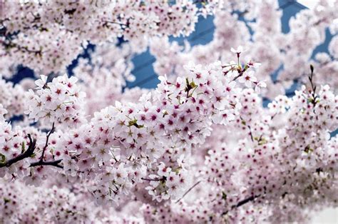 A List Of Shimmering White Flowering Trees To Soothe Your