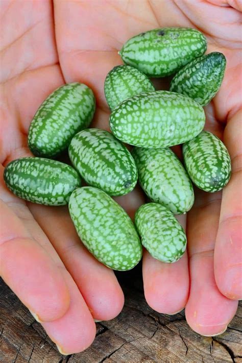A Quick Guide To Cucamelon Berries Alphafoodie