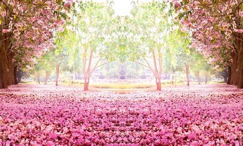 7x5ft Pink Flowers Tree Path Green Garden Petals Floor Daylight Park