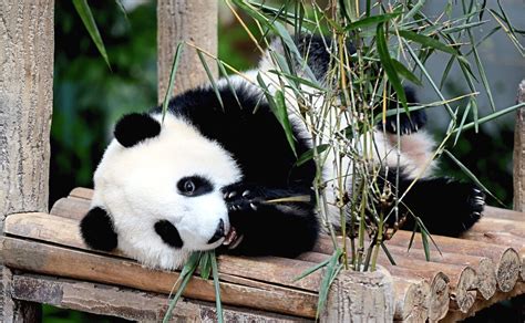 Malaysians Must Know The Truth Panda Cubs Will Not Return To China In