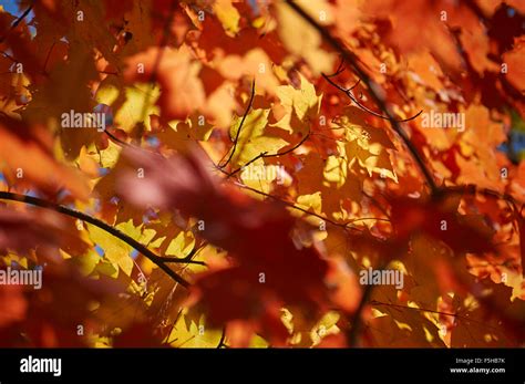 Maples In Fall Color Autumn Colour Stock Photo Alamy