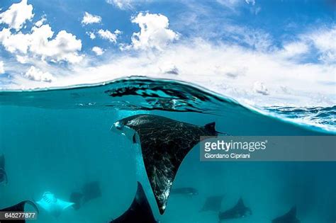 Manta Ray Photos And Premium High Res Pictures Getty Images
