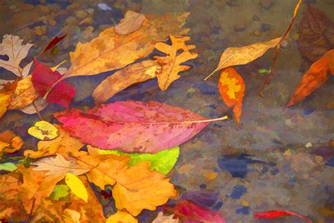 Autumn Leaves In Water Free Stock Photo Public Domain Pictures