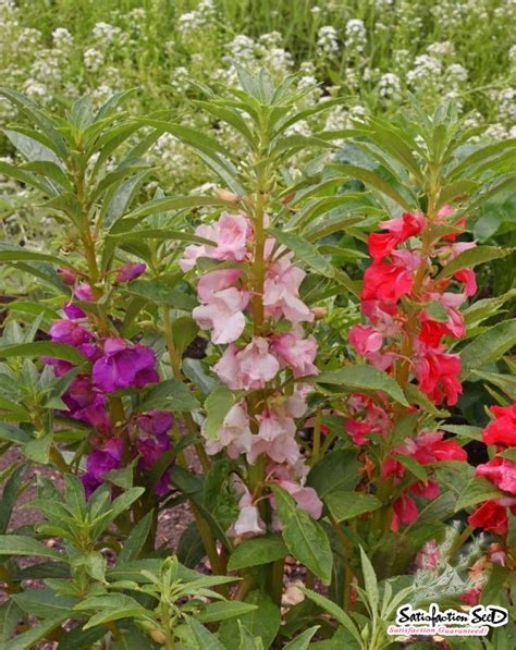This video was submitted by user ntx sirenvators. Tom Thumb Dwarf Garden Balsam Seed |Satisfaction 100%