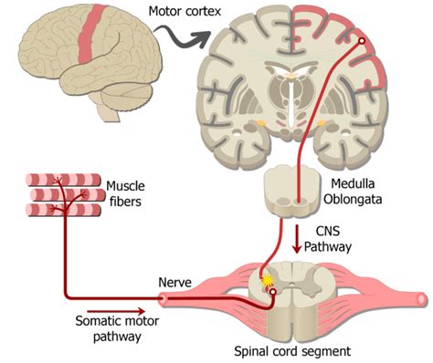 Examples Of Somatic Nervous System Pathways Getbodysmart