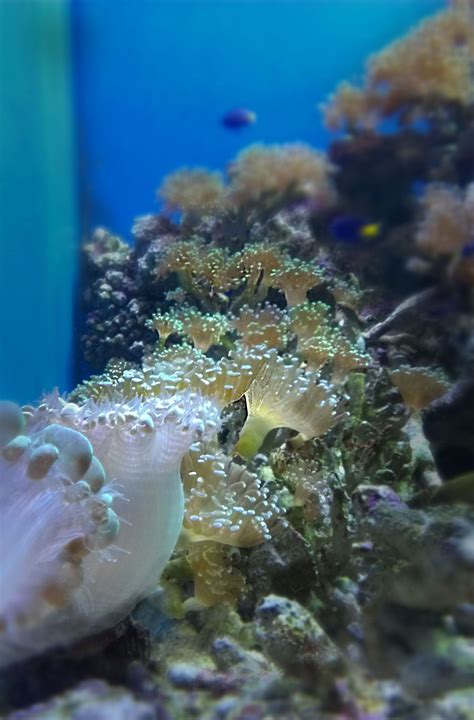 Some Coral And Underwater Plant Life At The Moody Gardens In Houston