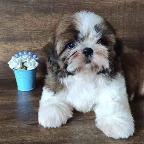 Shih Tzu Puppies For Sale Under Craigslist Shih Tzu Craigslist