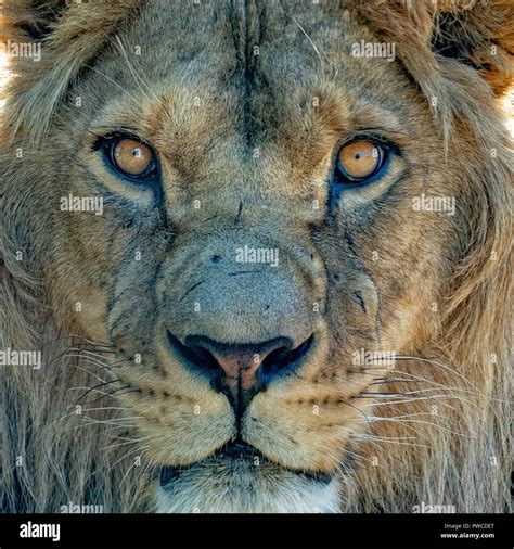 Lion Eyes Close Up Hi Res Stock Photography And Images Alamy