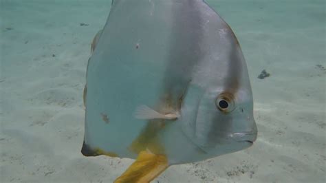 Fish Species In Reefs Of Union Estate La Digue Seychelles Youtube